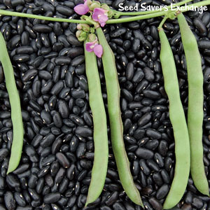 Seed Saver's Exchange cherokee trail bean