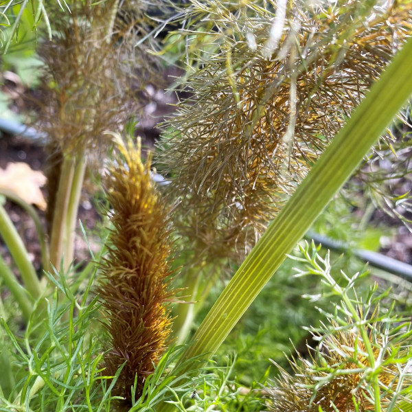 Foeniculum vulgare 'Purpureum' (Bronze Fennel) - Image 3