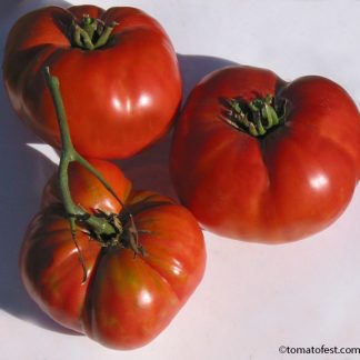 tomato fest. todd amish county