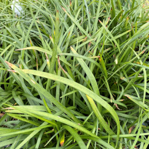 Liriope spicata (Creeping Lily Turf)