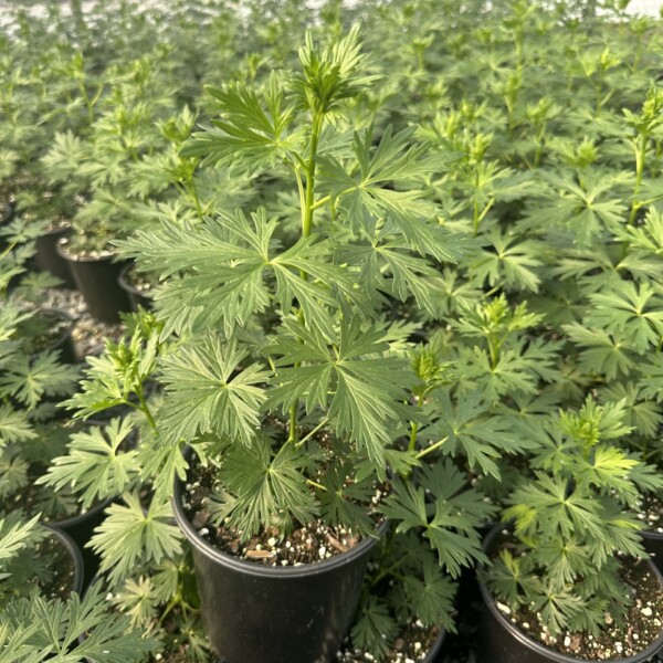Aconitum x cammarum 'Bicolor' (Monkshood) - Image 2