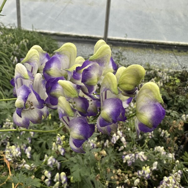 Aconitum x cammarum 'Bicolor' (Monkshood)