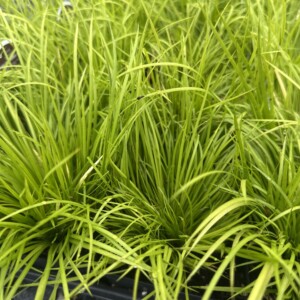 Acorus gramineus ‘Minimus Aureus’ (Sweet Flag)