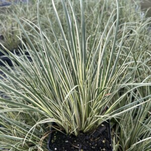 Acorus gramineus ‘Variegatus’ (Sweet Flag)