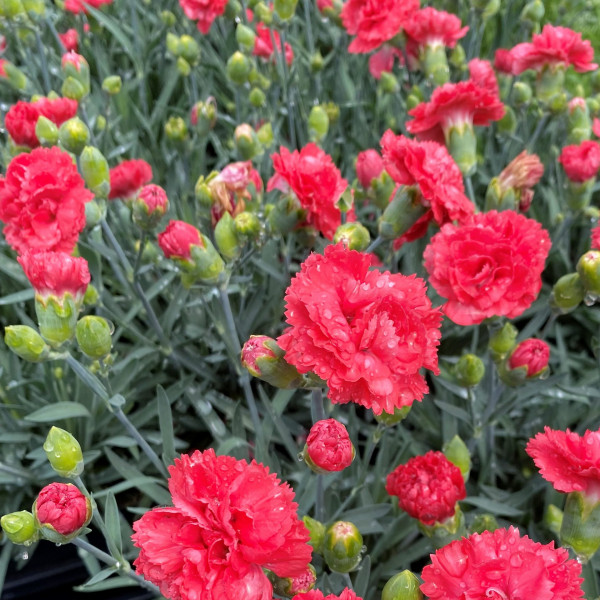 Dianthus Early Bird Chili (Pink) PP#24,363 - Image 2