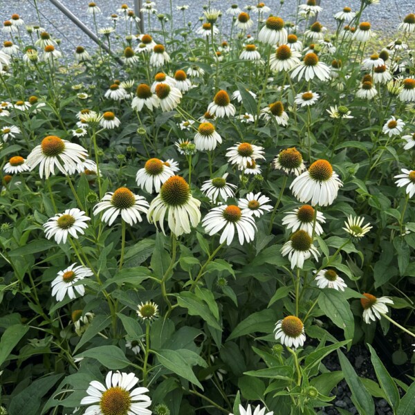 Echinacea purpurea 'White Swan' (Coneflower)