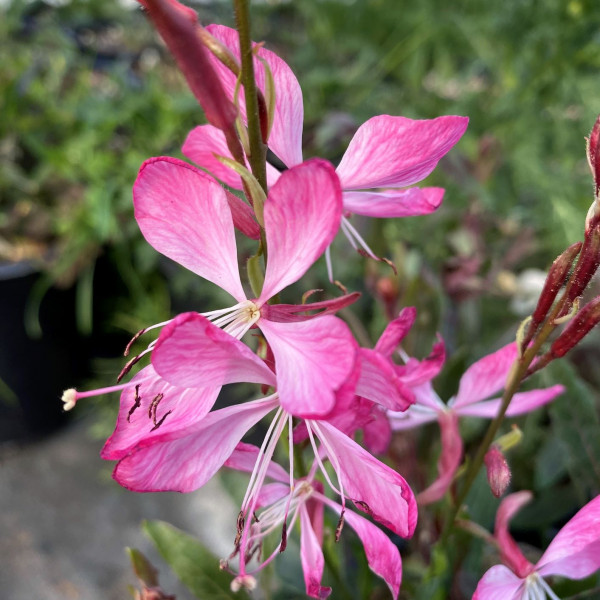 Gaura lindhemeri 'Little Janie' (Wand Flower) PP#26,356
