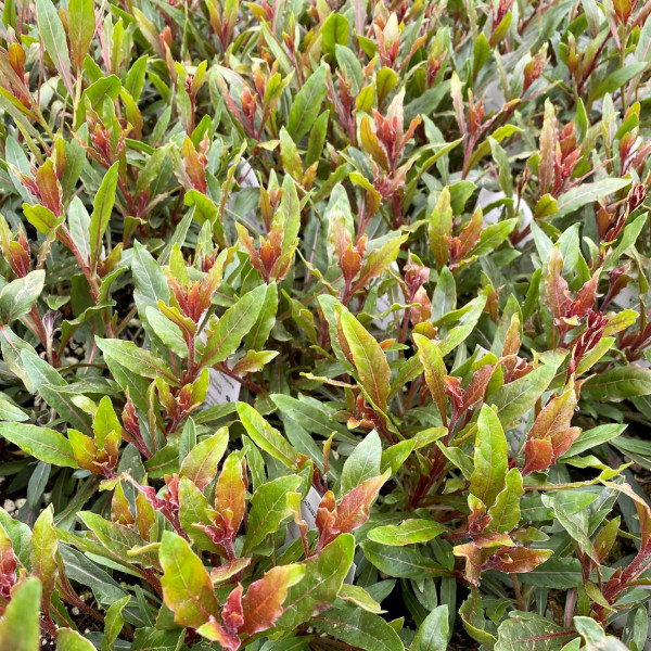 Gaura lindhemeri 'Little Janie' (Wand Flower) PP#26,356 - Image 3