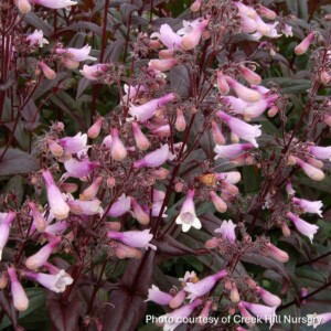 Penstemon x 'Dark Towers' (Beardtongue)