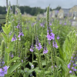 Verbena stricta (Hoary Vervain)