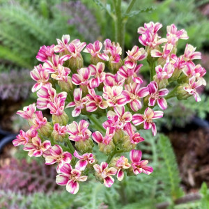 Achillea millefolium Desert Eve™ Deep Rose (Yarrow)