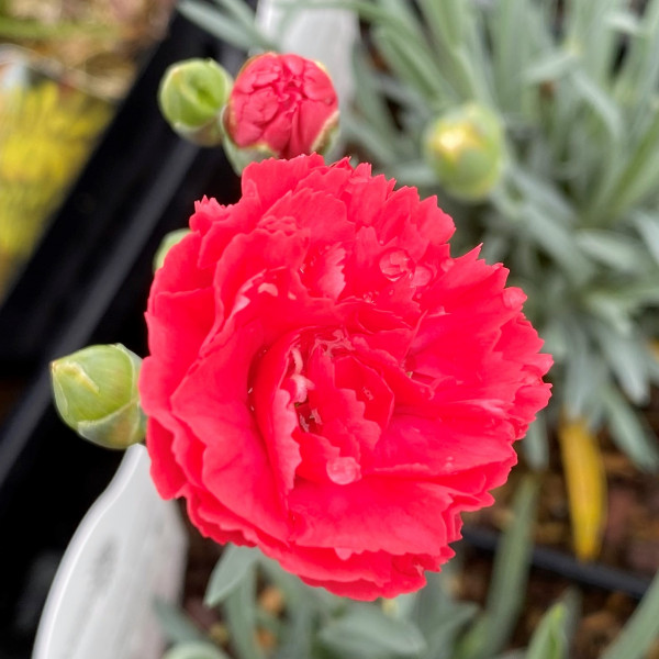 Dianthus Early Bird Chili (Pink) PP#24,363