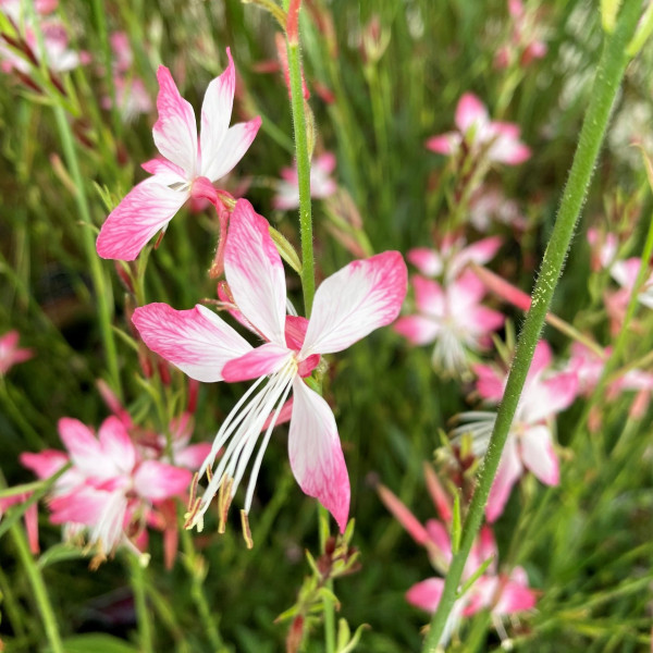Gaura lindhemeri 'Little Janie' (Wand Flower) PP#26,356 - Image 2