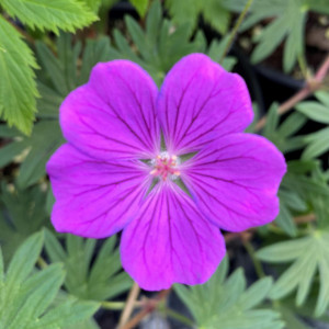 Geranium x 'Tiny Monster' (Cranesbill)