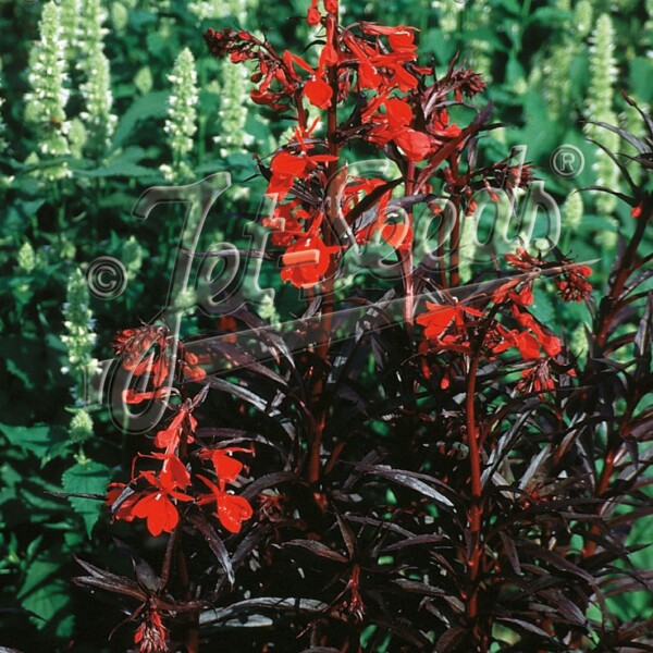 Lobelia cardinalis 'Queen Victoria' (Cardinal Flower)