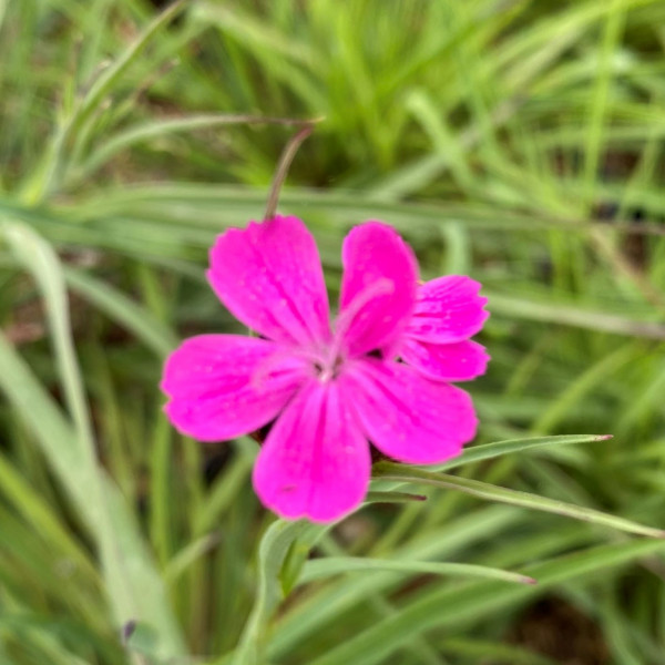 Dianthus carthusianorum (Carthusian Pink) - Image 2