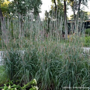 Andropogon gerardii 'Holy Smoke' (Big Bluestem)
