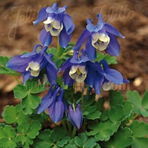 Aquilegia flabellata var. pumila (Columbine)