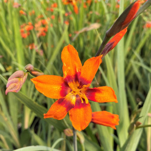 Crocosmia x crocosmiiflora ‘Emily Mckenzie’ (Montbretia)