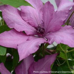 Clematis x Boulevard® Giselle™ ‘Evipo051’