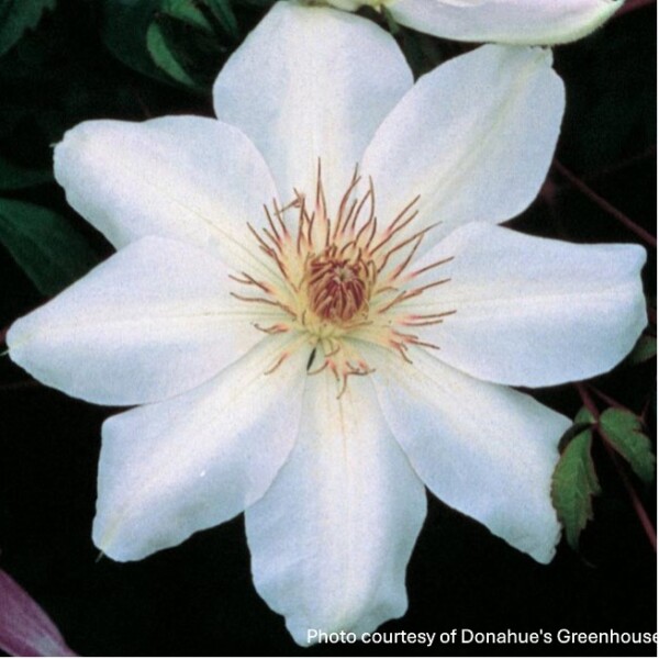 Clematis x 'Henryi' - Image 3