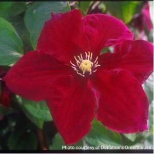 Clematis x Rosemoor™ 'Evipo002'