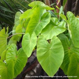 Colocasia esculenta Royal Hawaiian® ‘Maui Gold’ (Elephant Ear)