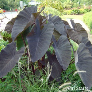 Colocasia esculenta 'Black Magic' (Elephant Ear)