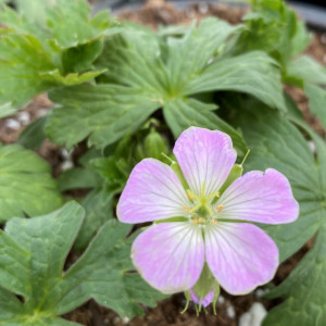 Geranium maculatum 'Beth Chatto' (Spotted Cranesbill)