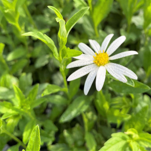 Kalimeris integrifolia 'Daisy Mae' (Japanese Aster)