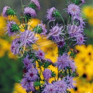 Liatris scariosa 'September Glory' (Savanna Blazing Star)