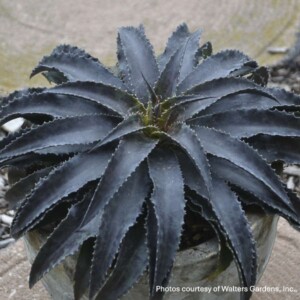 Mangave 'Black Magic'