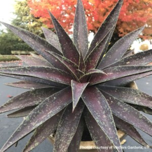 Mangave 'Blazing Saddles'