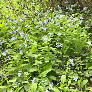 Mertensia virginica (Virginia Bluebells)
