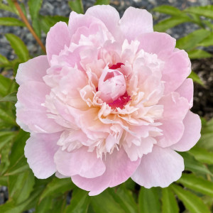 Paeonia 'Pecher' (Garden Peony)