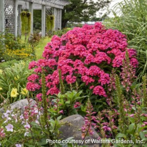 Phlox paniculata Garden Girls® 'Glamour Girl' (Garden Phlox)