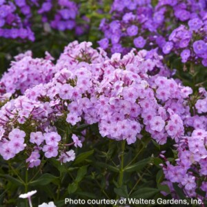 Phlox paniculata Garden Girls® 'Uptown Girl' (Garden Phlox)