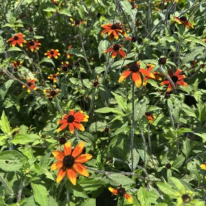Rudbeckia triloba 'Prairie Glow' (Brown-Eyed Susan)
