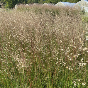 Sporobolus heterolepis 'Tara' (Prairie Dropseed)