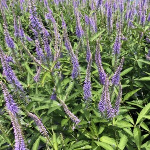 Veronicastrum virginicum 'Fascination' (Culver's Root)