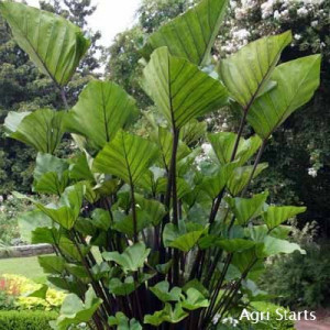 Colocasia esculenta 'Tea Cup' (Elephant Ear)