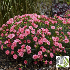 Dianthus x Fruit Punch® 'Classic Coral' (Pinks)