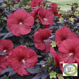 Hibiscus x Summerific® 'Holy Grail' (Rose Mallow)