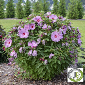 Hibiscus x Summerific® 'Lilac Crush' (Rose Mallow)