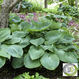 Hosta x 'Big Daddy'