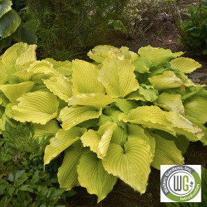 Hosta x Shadowland® 'Coast to Coast'