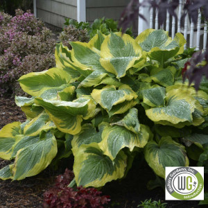 Hosta x Shadowland® 'Seducer'