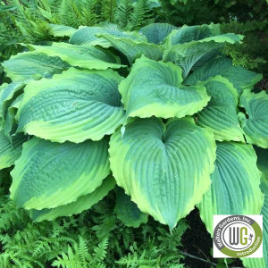 Hosta x 'Spartacus'