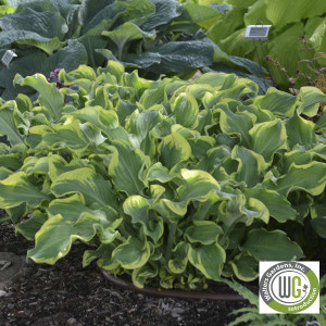 Hosta x Shadowland® 'Wheee!'