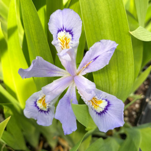 Iris cristata 'Powder Blue Giant' (Dwarf Crested Iris)